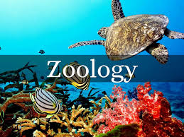 scope-of-zoology001