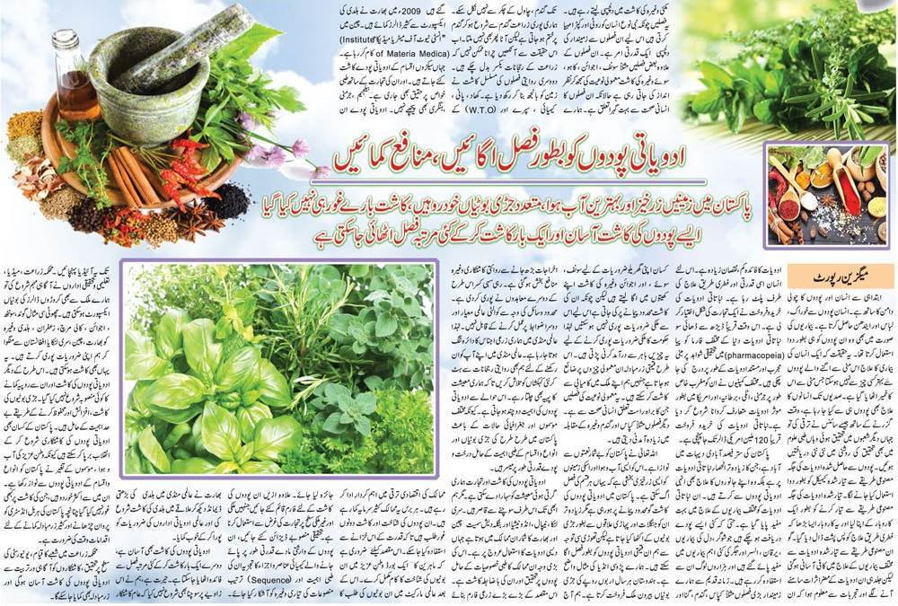 Grow Medicinal Plants & Earn Money (Urdu, English Guide)