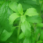 Stevia Is A Sweetener For The 21st Century, Pros & Cons, Tips